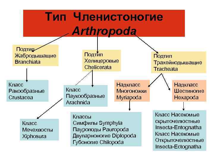 Тип Членистоногие Arthropoda Подтип Жабродышащие Branchiata Класс Ракообразные Crustacea Класс Мечехвосты Xiphosura Подтип Хелицеровые