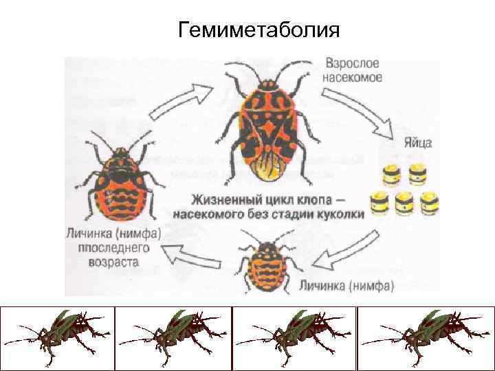 Гемиметаболия 
