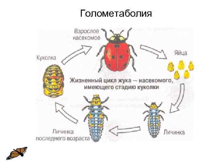 Что появляется у насекомых из яиц