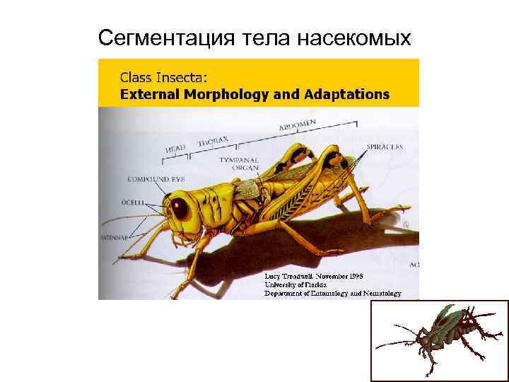 Сегментация тела насекомых 