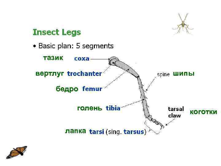 тазик вертлуг шипы бедро голень лапка коготки 