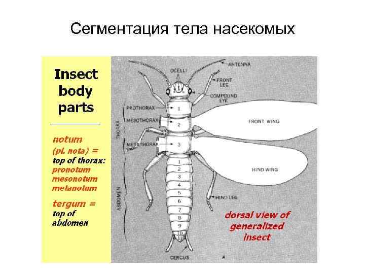 Сегментированное туловище. Сегменты тела насекомых. Сегментированное тело насекомого. Сегментация тела. Наружная сегментация тела насекомых.