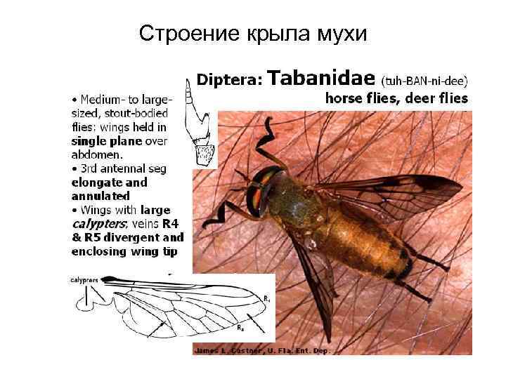 Крыла мухи. Строение мухи. Крылья мухи. Сколько крыльев у мухи. Комнатная Муха строение крыла.