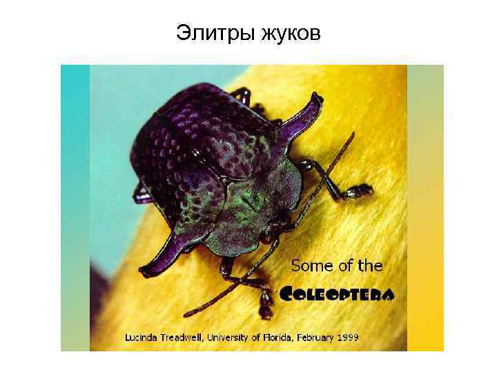 Элитры жуков 