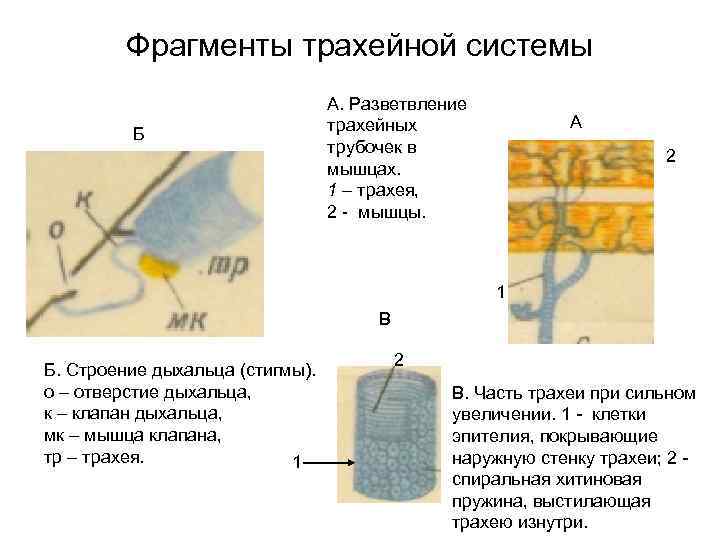 Фрагменты трахейной системы Б А. Разветвление трахейных трубочек в мышцах. 1 – трахея, 2
