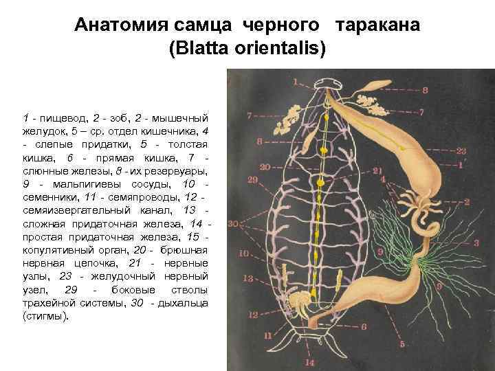 Анатомия самца черного таракана (Blatta orientalis) 1 - пищевод, 2 - зоб, 2 -