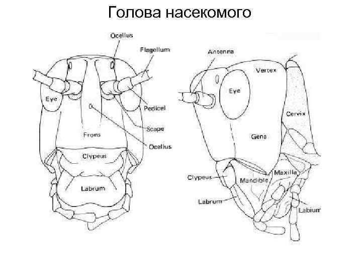 Голова насекомого 