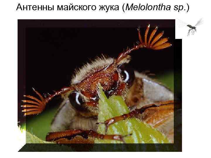 Антенны майского жука (Melolontha sp. ) 