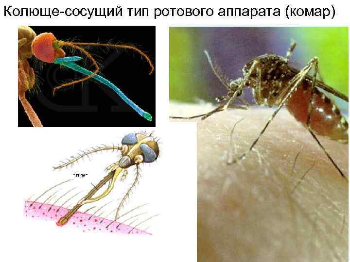 Колюще сосущий тип ротового аппарата (комар) 