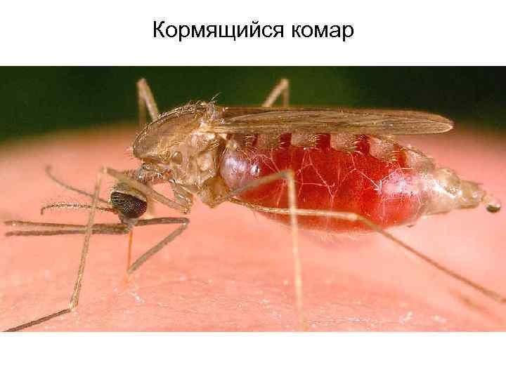 Кормящийся комар 