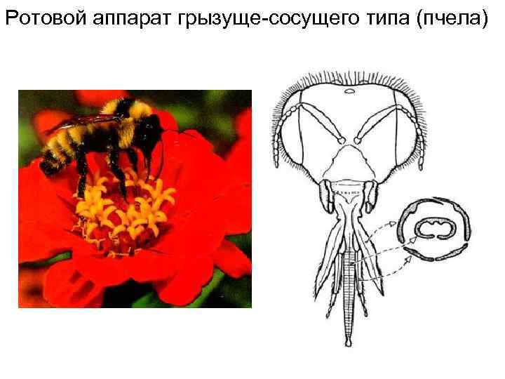 Ротовой аппарат грызуще сосущего типа (пчела) 