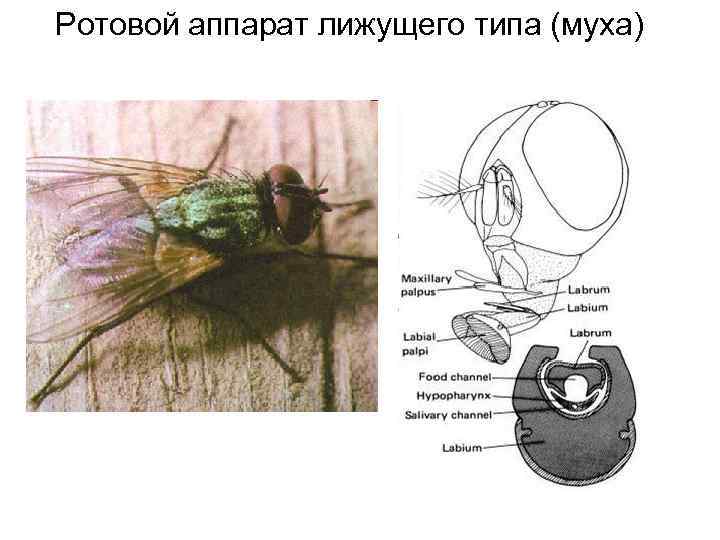 Ротовой аппарат лижущего типа (муха) 