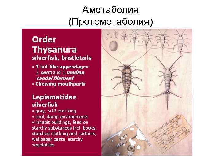 Аметаболия (Протометаболия) 