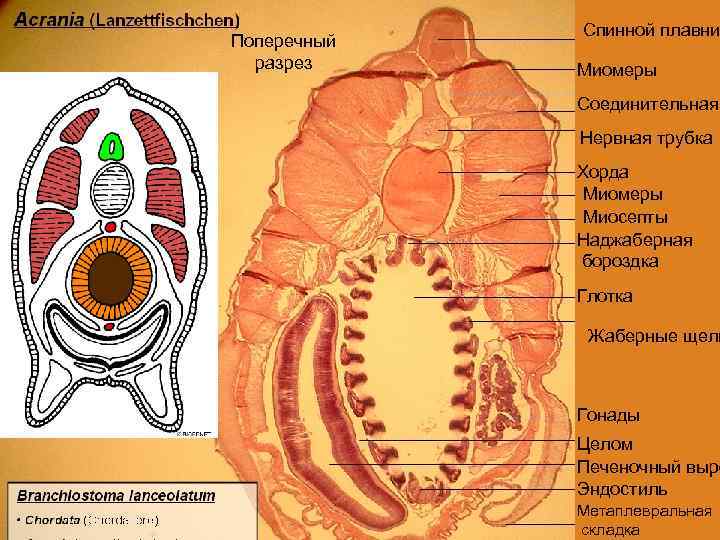 Поперечный разрез ланцетника