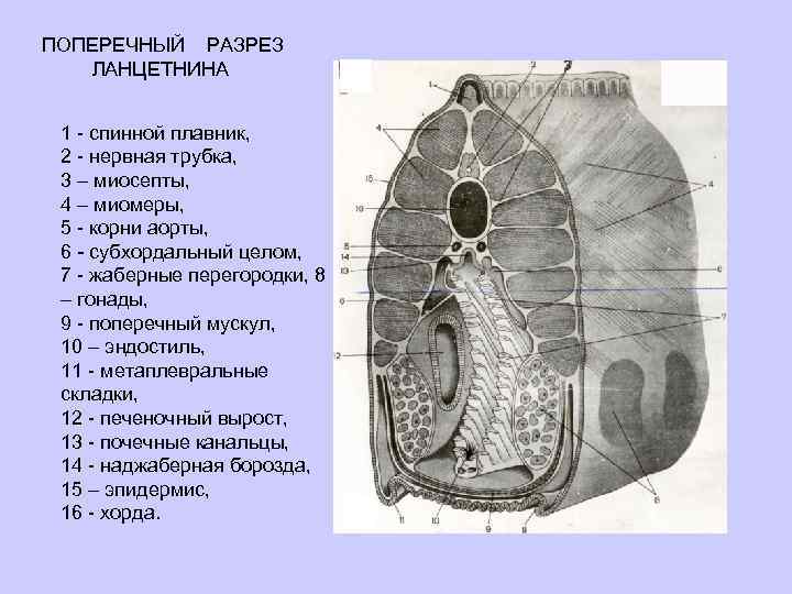 Поперечный разрез ланцетника