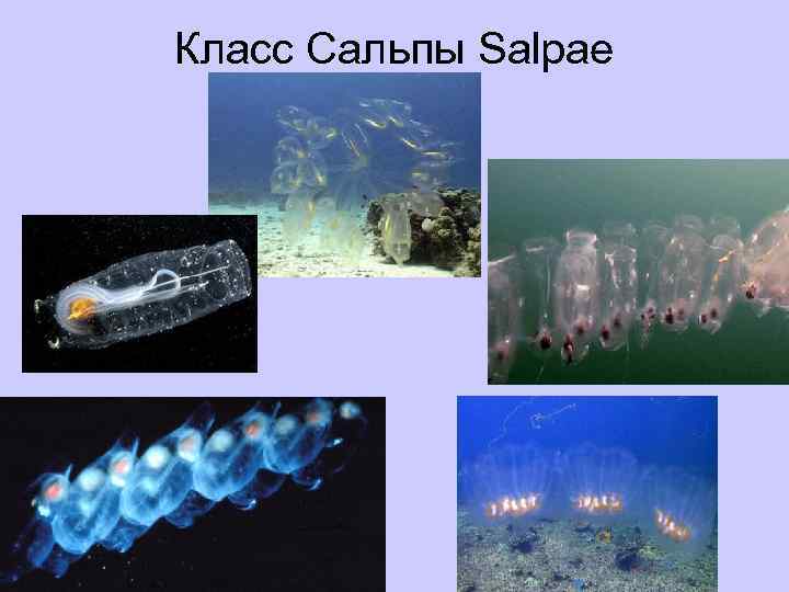 Класс Сальпы Salpae 