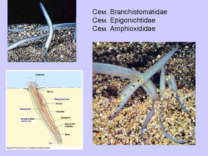 Сем. Branchistomatidae Сем. Epigonichtidae Сем. Amphioxididae 