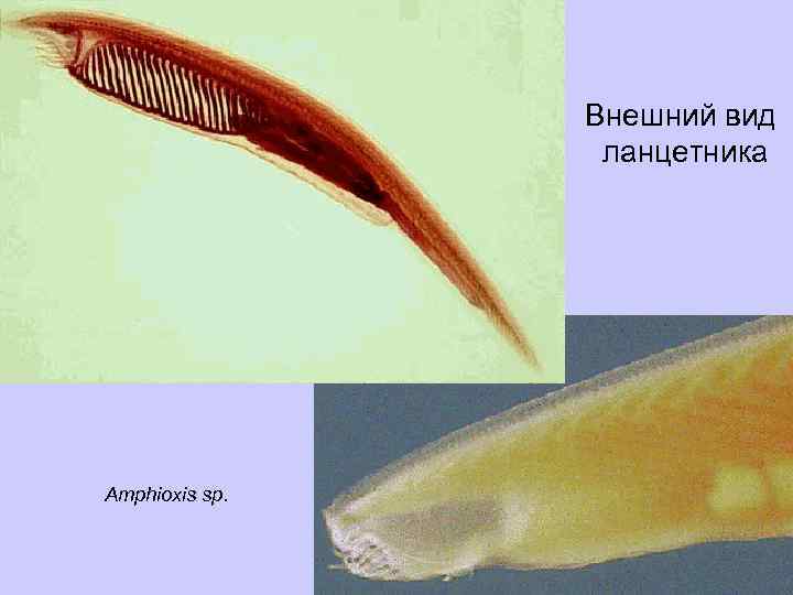 Внешний вид ланцетника Amphioxis sp. 