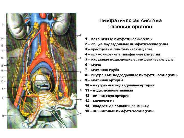 Лимфоузлы и удаление матки. Лимфатические узлы малого таза анатомия. Лимфатические узлы мужского таза. Подвздошные лимфоузлы анатомия. Лимфатическая система малого таза.
