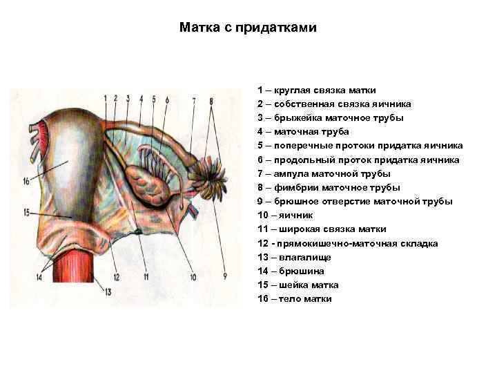 Крестцово маточные связки анатомия. Круглая связка матки анатомия. Фиксирующий аппарат матки схема.