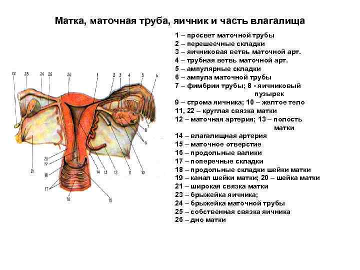 Какие связки матки. Матка анатомия строение связки. Яичник маточная труба и матка. Матка маточные трубы яичники и часть влагалища. Матка маточная труба яичник анатомия.