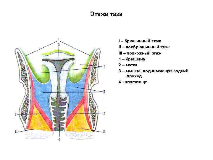 Тазовая диафрагма у женщин где находится фото