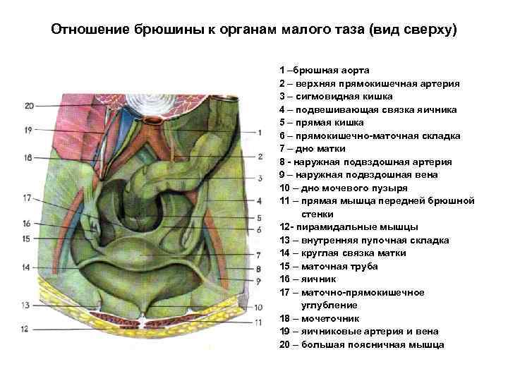 Отношение органов малого таза к брюшине. Анатомия брюшной полости и малого таза. Брюшина анатомия женщины. Женский орган между