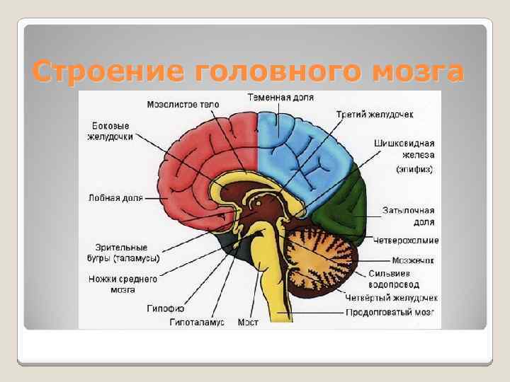 Схема строение головного мозга 8 класс