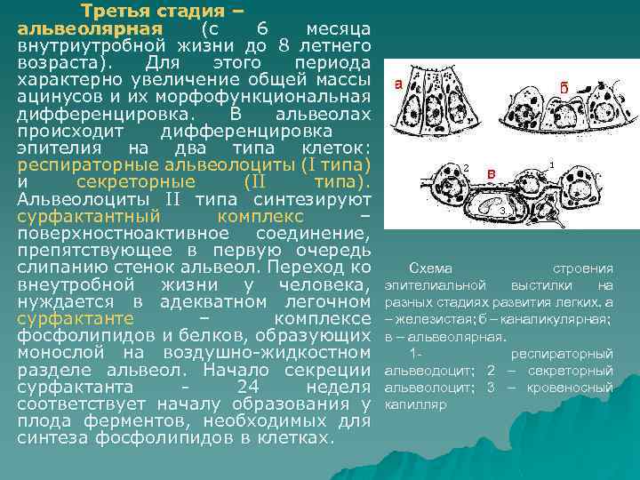 Третья стадия – альвеолярная (с 6 месяца внутриутробной жизни до 8 летнего возраста). Для
