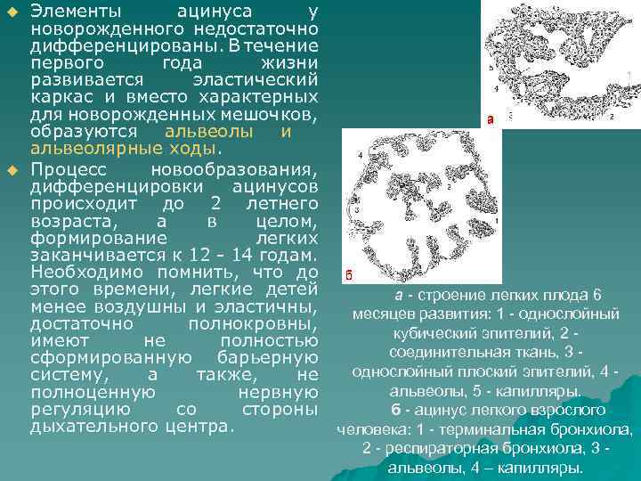 u u Элементы ацинуса у новорожденного недостаточно дифференцированы. В течение первого года жизни развивается