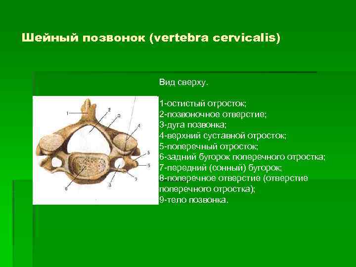 Шейный позвонок (vertebra cervicalis) Вид сверху. 1 -остистый отросток; 2 -позвоночное отверстие; 3 -дуга