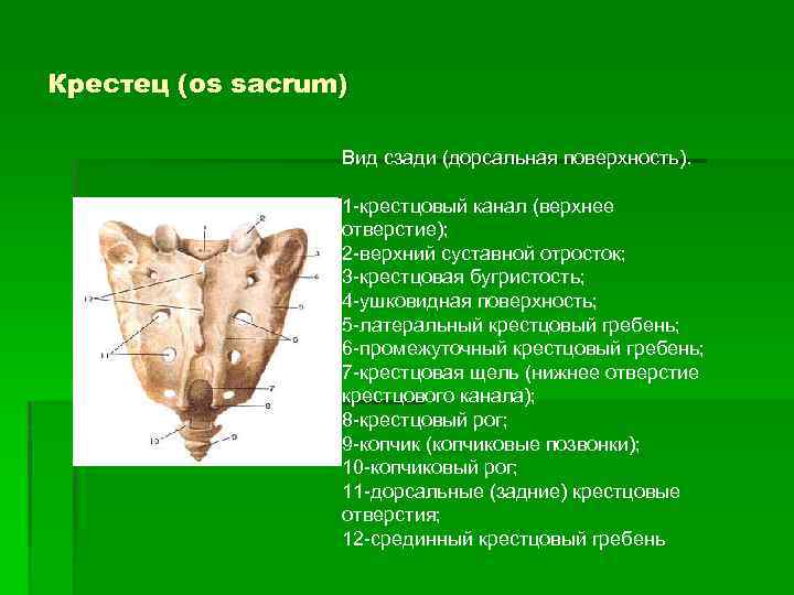 Крестец (os sacrum) Вид сзади (дорсальная поверхность). 1 -крестцовый канал (верхнее отверстие); 2 -верхний