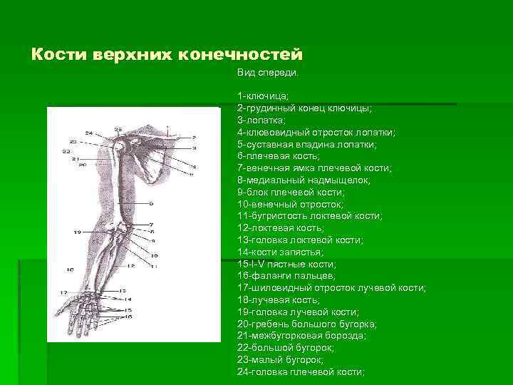 Кости верхних конечностей Вид спереди. 1 -ключица; 2 -грудинный конец ключицы; 3 -лопатка; 4