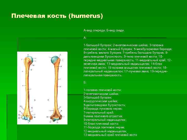 Гребне плечевой кости. Малый бугорок плечевой кости расположен. Гребень малый бугорок плечевой кости. Гребень малого бугра плечевой кости.