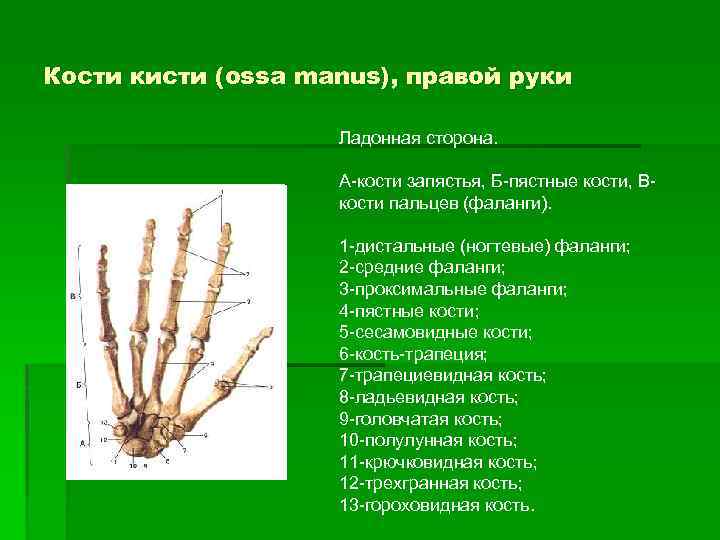 Кости кисти (ossa manus), правой руки Ладонная сторона. А-кости запястья, Б-пястные кости, Вкости пальцев