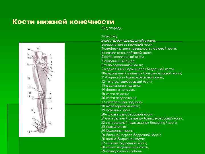 Укажите кость нижней конечности. Кости нижней конечности и крестец. Кости нижней конечности вид спереди. Нижняя конечность вид спереди. Входит ли крестец в состав нижних конечностей.