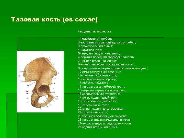 Тазовая кость (os coxae) Наружная поверхность. 1 -подвздошный гребень; 2 -внутренняя губа подвздошною гребня;