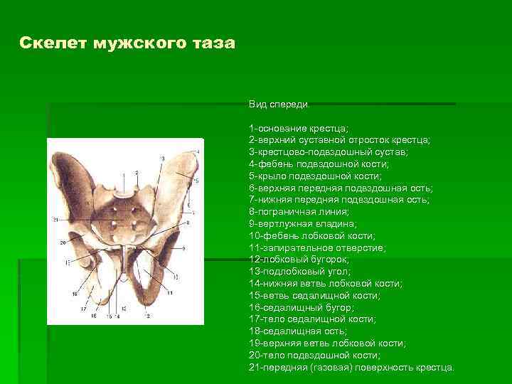 Скелет мужского таза Вид спереди. 1 -основание крестца; 2 -верхний суставной отросток крестца; 3