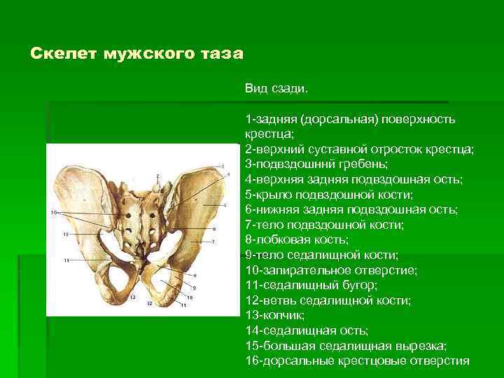Скелет мужского таза Вид сзади. 1 -задняя (дорсальная) поверхность крестца; 2 -верхний суставной отросток