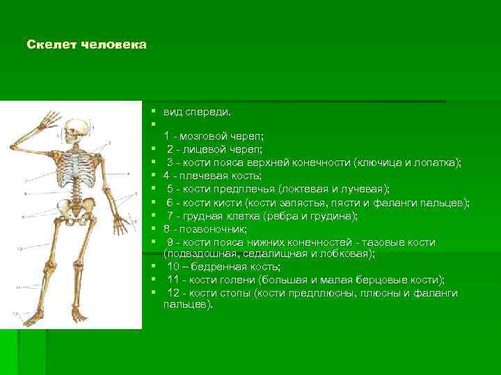 Скелет человека § вид спереди. § 1 - мозговой череп; § 2 - лицевой