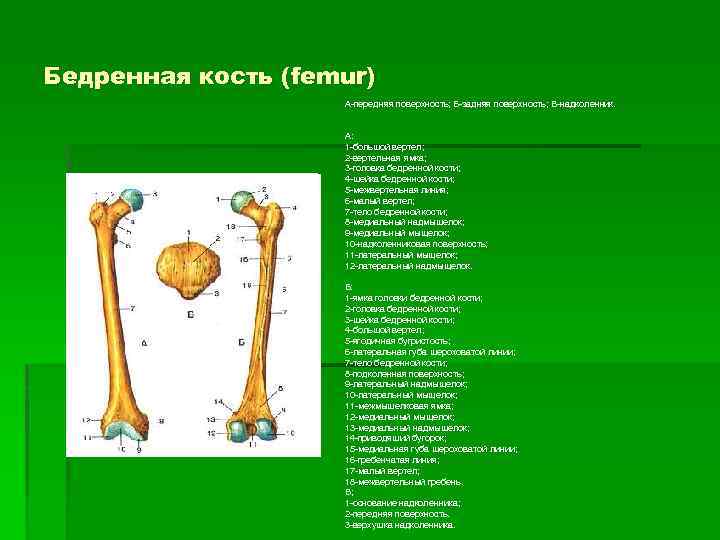 Под каким номером на рисунке обозначена бедренная кость