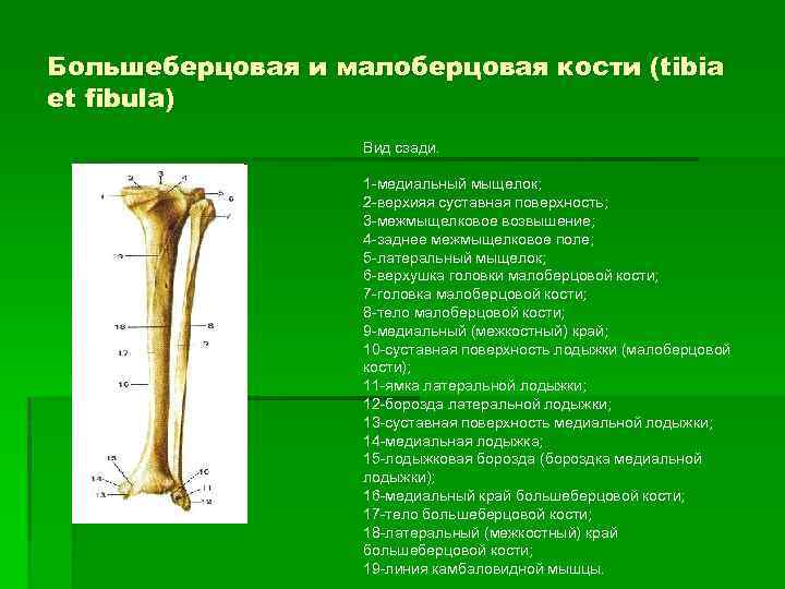 Берцовая кость это фото