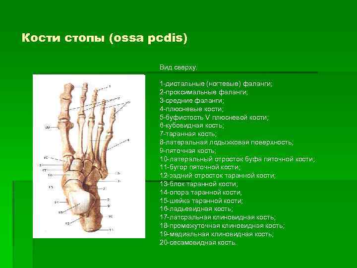 Фаланги пальца тип соединения. Головка проксимальной фаланги 2 пальца стопы. Анатомия костей пальцев стопы. Фаланги пальцев анатомия. Дистальные фаланги пальцев стопы.