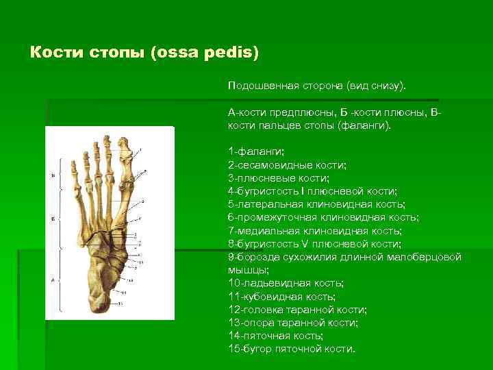 Добавочные кости стопы схема