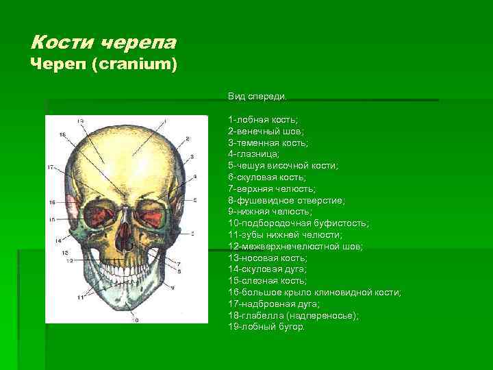 Кости черепа Череп (cranium) Вид спереди. 1 -лобная кость; 2 -венечный шов; 3 -теменная