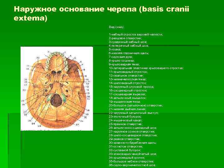 Наружное основание черепа (basis cranii extema) Вид снизу. 1 -небный отросток верхней челюсти; 2