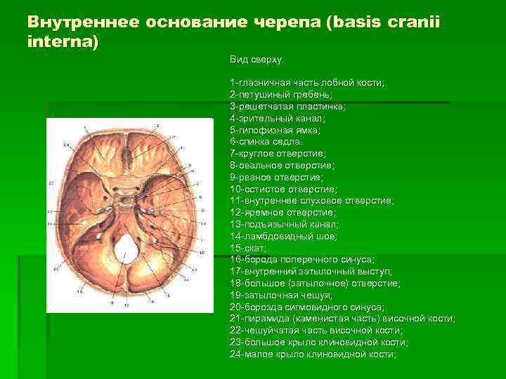 Внутреннее основание черепа (basis cranii interna) Вид сверху. 1 -глазничная часть лобной кости; 2