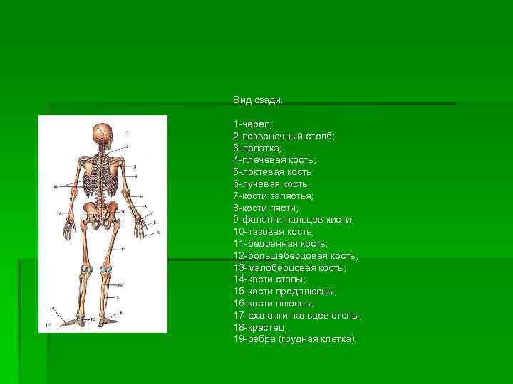 Вид сзади. § 1 -череп; 2 -позвоночный столб; 3 -лопатка; 4 -плечевая кость; 5