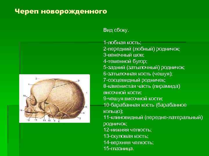 Типы родничков. Швы и роднички черепа анатомия. Кости черепа роднички. Родничок чешуя лобной кости. Сосцевидный Родничок черепа новорожденного латынь.