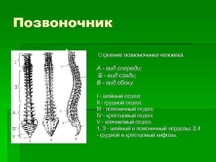 Позвоночник § Строение позвоночника человека. А - вид спереди; Б - вид сзади; В